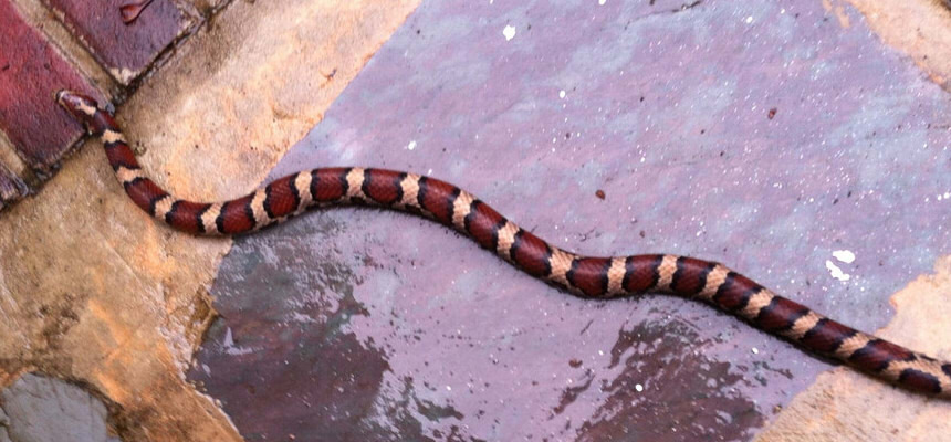 Life-saving and emergency action by Critical Care Unit during Monsoon