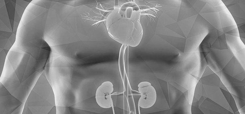 Healthy kidneys for a healthy overall body 