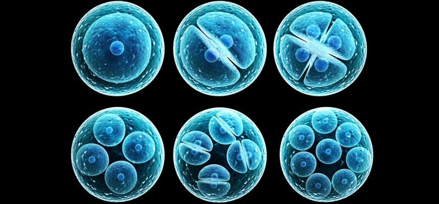 Stem cells shows hope for blood cancer patients 