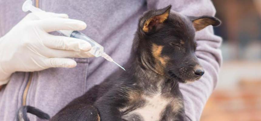 Rabies must be zero by 2030