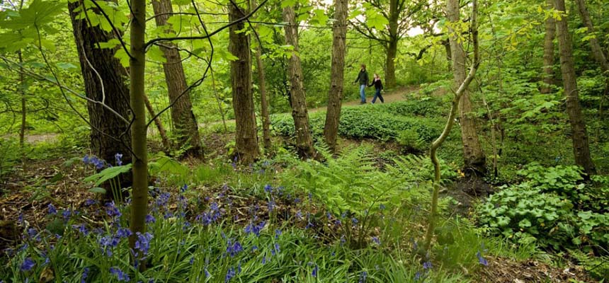 How forests help to improve immunity