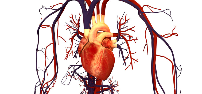 On the effects of Deep Vein Thrombosis