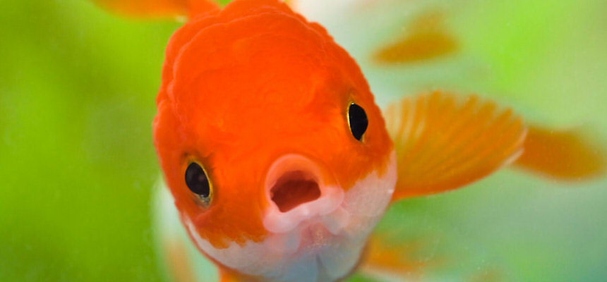 Columbia Asia Doctors save Boy who swallowed Live Fish 