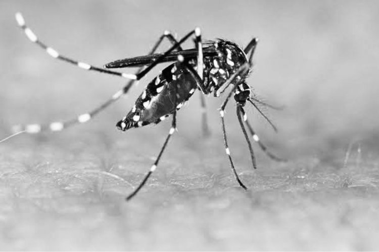 What is Dengue fever?   Symptoms, Diagnosis, Treatment & Prevention tips