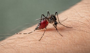 To fight chikungunya keep mosquitoes at bay