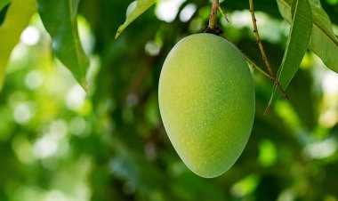 The Who, When And Why Of Aam Panna